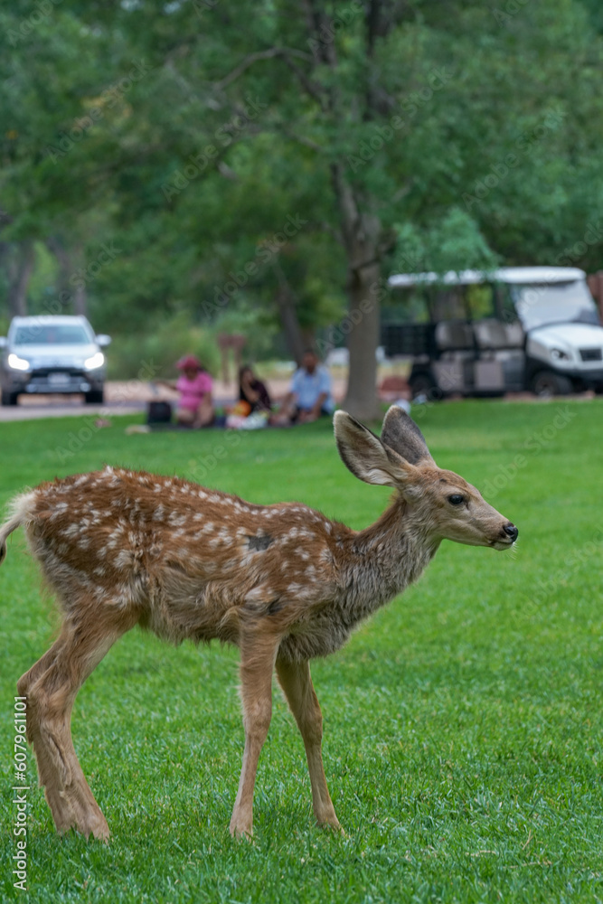 Shot of the baby deer at Zion National Park in Utah Shot of the baby deer at Zion National Park in Utah