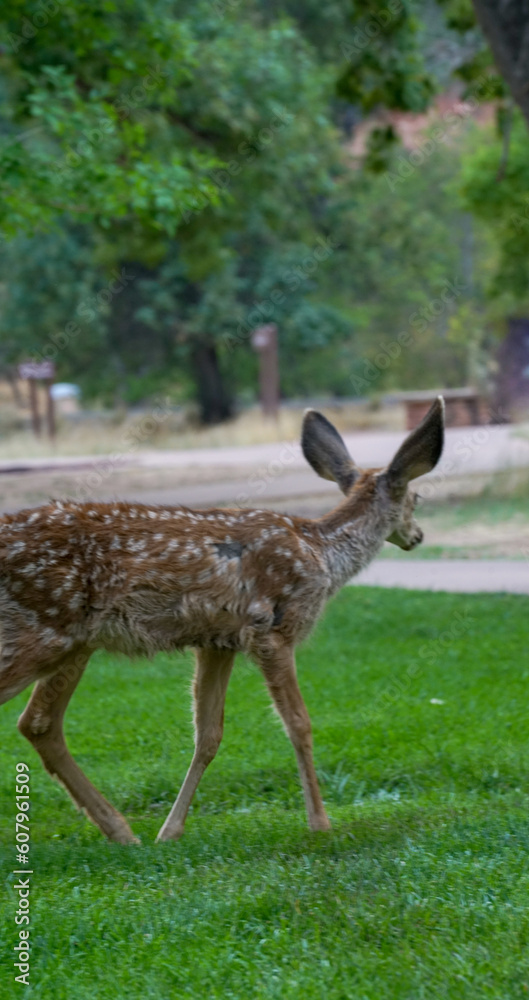 Close up view of a deer wandering around the park Close up view of a deer wandering around the park