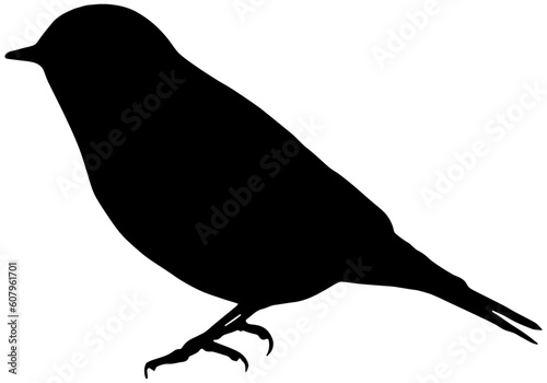 Eastern Bluebird silhouette in black 