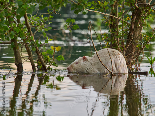an albino Nutria, Myocastor coypus, also coypu, is a large, herbivorous, semiaquatic rodent, is an invasive species in Europe, which was introduced from America for fur hunting.