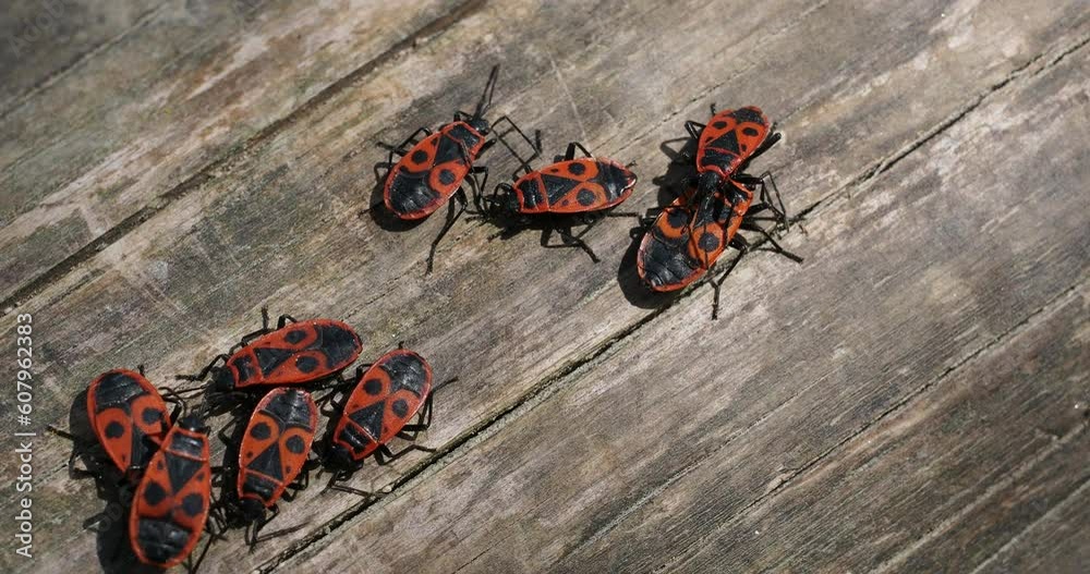 Pyrrhocoris apterus |  Groupes de gendarmes ou pyrrhocores sur un vieux tronc