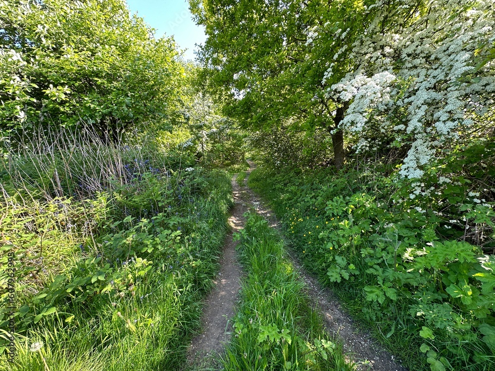 Obraz premium Old cart track, with flowering trees, wild plants, and grass, on a late spring day near, Marsh Lane, Halifax, UK