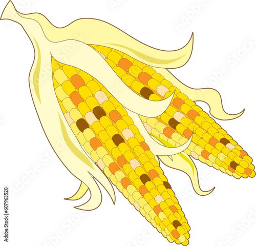 Two cobs of multi colored indian corn