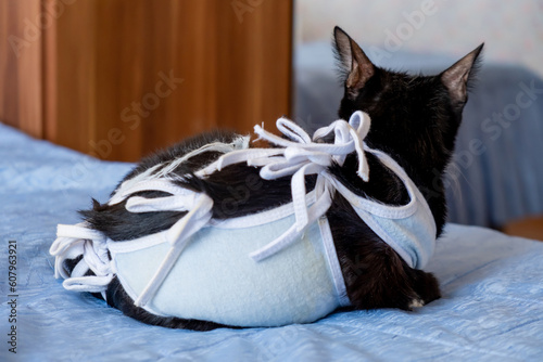 Sick domestic cat lies after surgery at home in clothes. Postoperative bandage. View from back. Care of pet after cavitary operation. Castration, sterilization. Care and treatment. Love for pets.