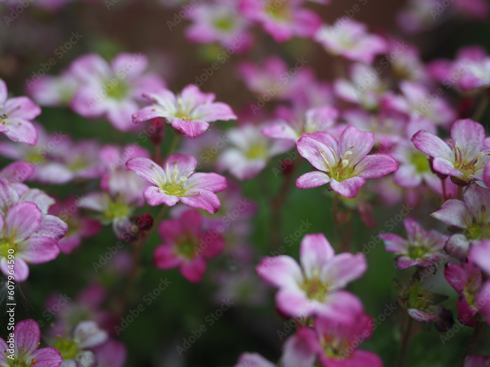 Pink saxifraga alpine in spring