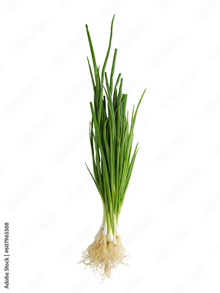 onion isolated on white background onion isolated on white background