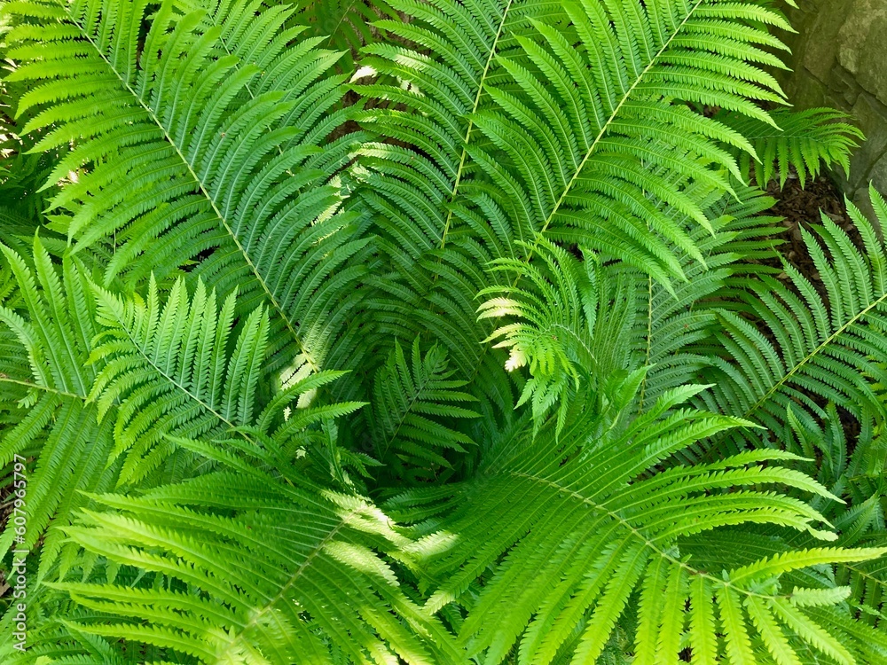 green fern leaves background green fern leaves background