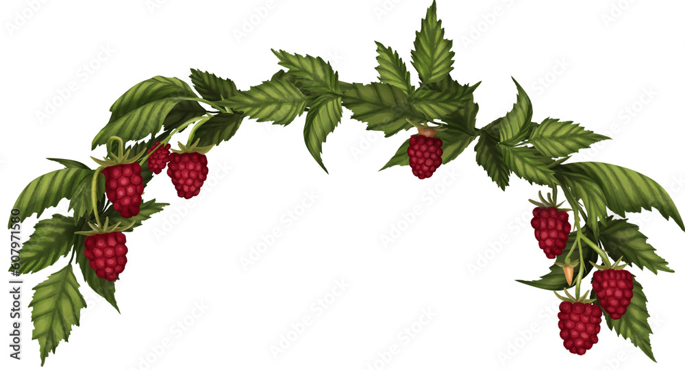 Wreath of raspberries and leaves from up to down half border watercolor Wreath of raspberries and leaves from up to down half border watercolor