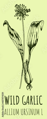 Vector drawings WILD GARLIC. Hand drawn illustration. Latin name ALLIUM URSINUM L.

