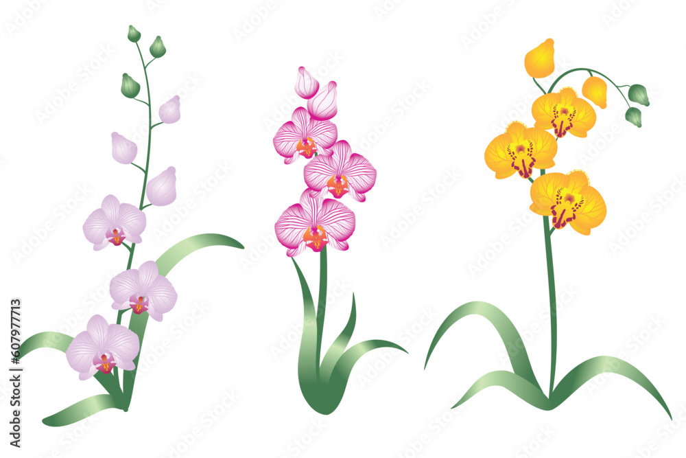 Set of orchid flowers isolated on white background vector image