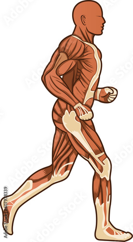 A running figure of human anatomy in vector