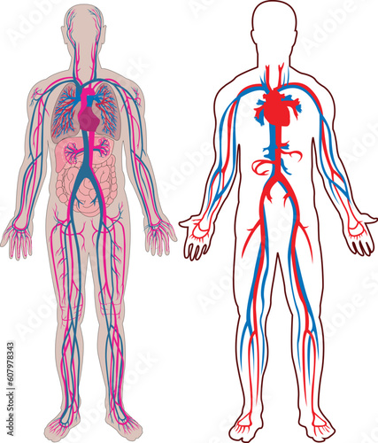 Diagram of the human vein and anatomy in vector