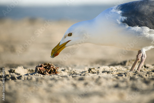 A seagull ponders eating a crab in Surf City, Long Beach Island, New Jersey photo