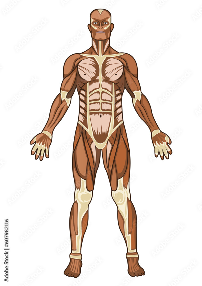 Human anatomy medical concept illustration in vector Human anatomy medical concept illustration in vector