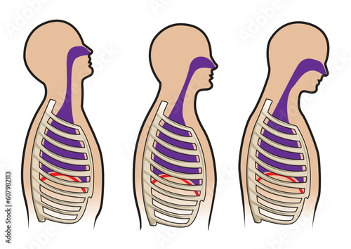 Human respitory system and breathing diagram in vector