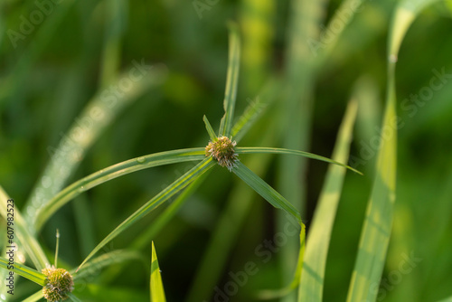 kyllinga brevifolia, shortleaf spikesedge, green kyllinga, perennial greenhead sedge, kyllinga weed photo