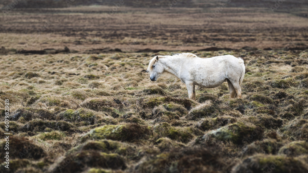 White icelandic horse standing in green mossy little hills ignoring the rain and storm around it White icelandic horse standing in green mossy little hills ignoring the rain and storm around it