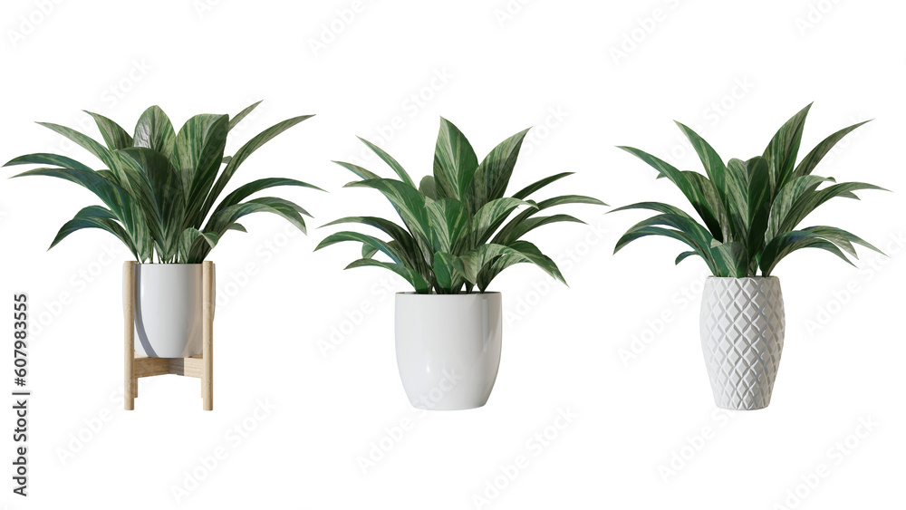 4k plant compilation collect aspidistra leaf in a white pot leaf in nature green house plant tropical leaf 4k plant compilation collect aspidistra leaf in a white pot leaf in nature green house plant tropical leaf