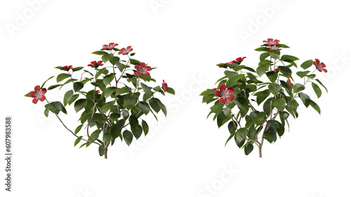 4k plant flower hibiscus leafs in nature green house plant tropical  photo
