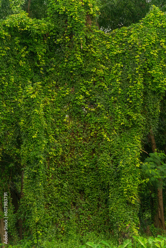 tree background with moody lighting