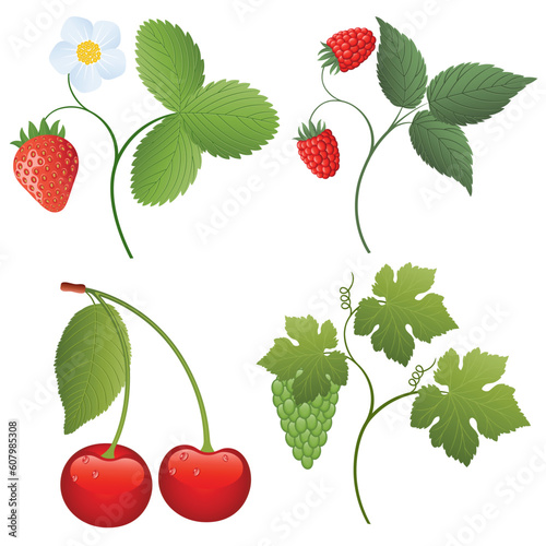 Isolated image of a berries. Vector illustration.
