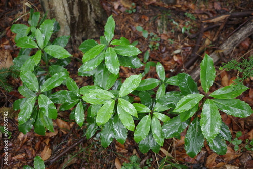 里山の植物 雨森で葉を広げて生育するアオキ