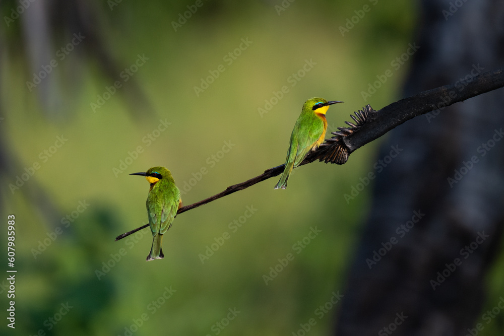 Birds on a branch
