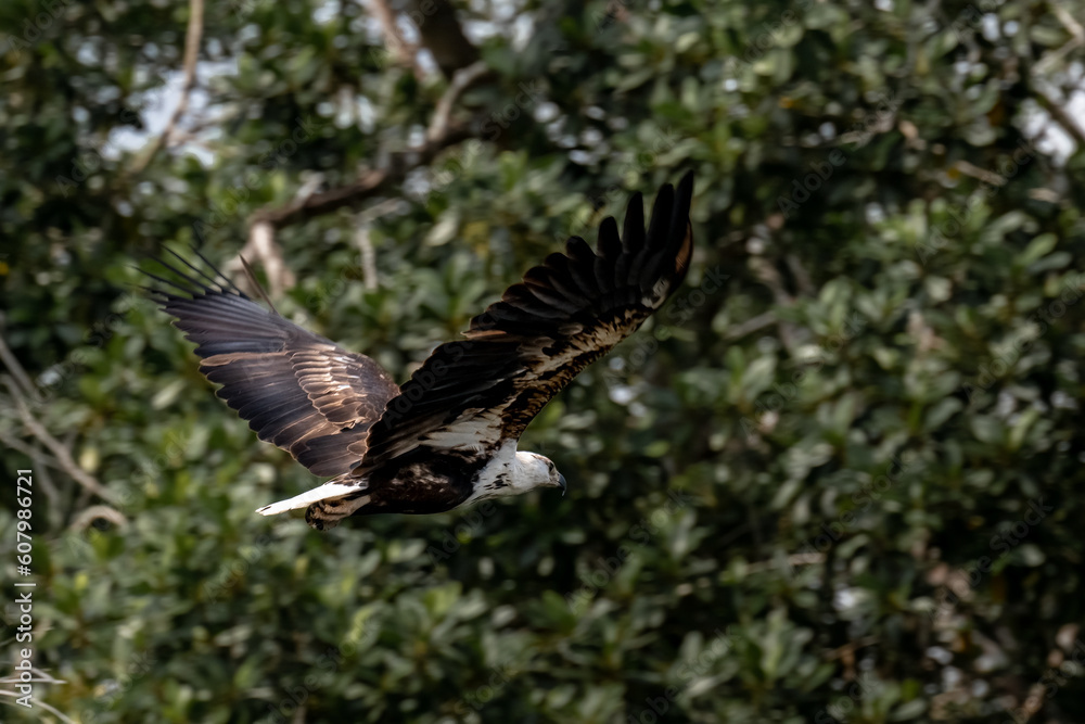 Obraz premium Golden Eagle