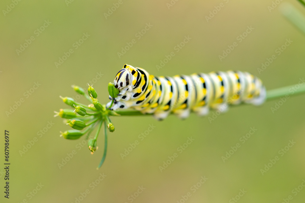 swallowtail caterpillar eating macro