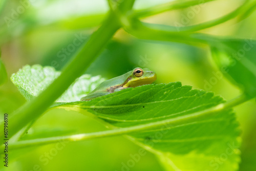 squirrel tree frog hiding in garden