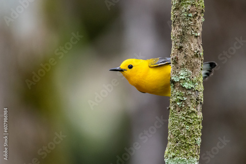 prothonotary warbler portrait photo