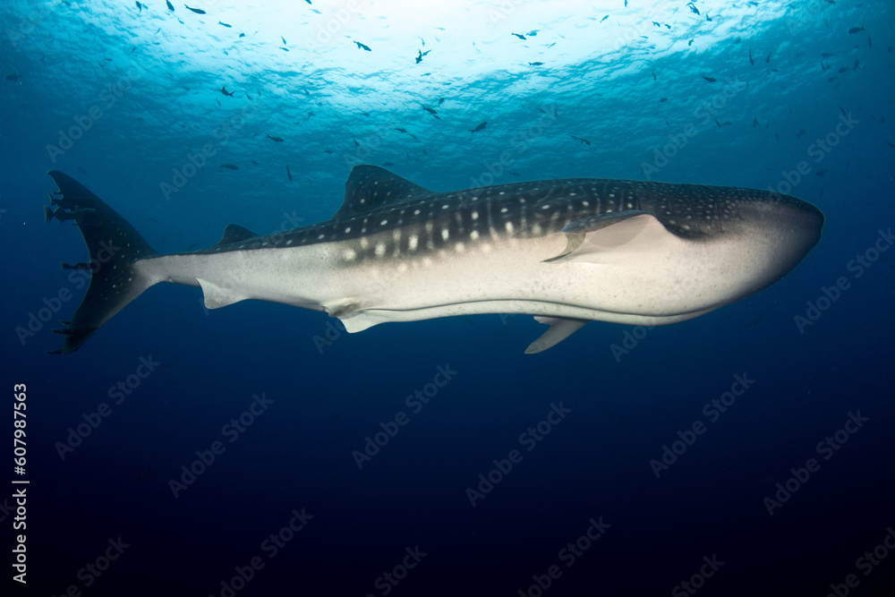 Fototapeta premium Gentle giant of the ocean