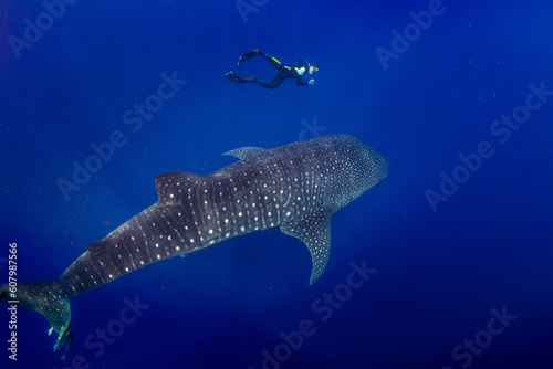Whale shark and the free diver