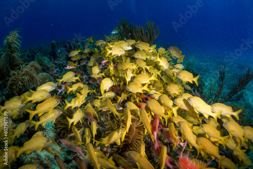 Fototapeta Naklejka Na Ścianę i Meble -  coral reef and fishes