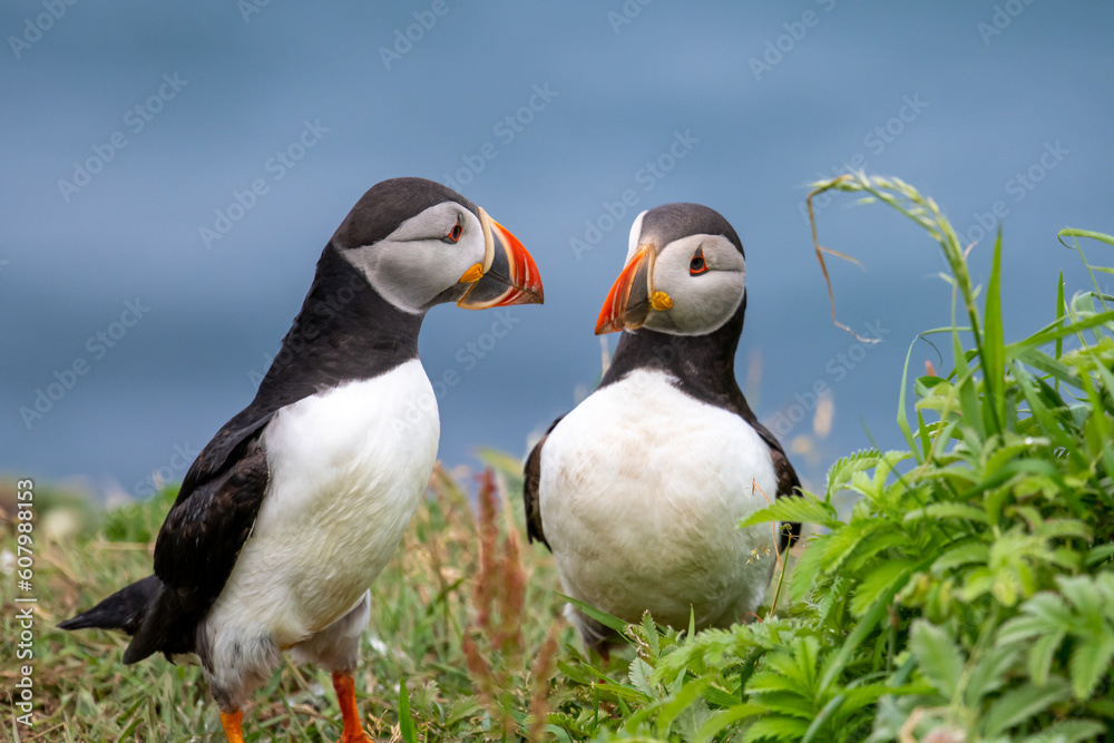 Obraz premium atlantic puffin mating pair looking at each other