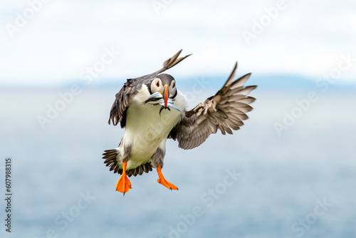 atlantic puffin landing with fish © Faith