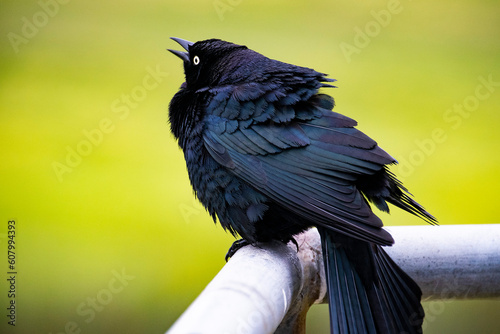 blackbird puffed up