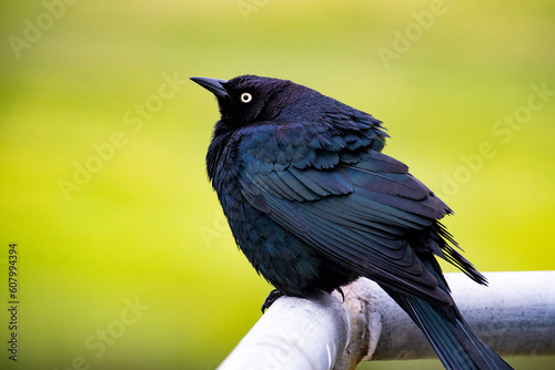blackbird on a bar