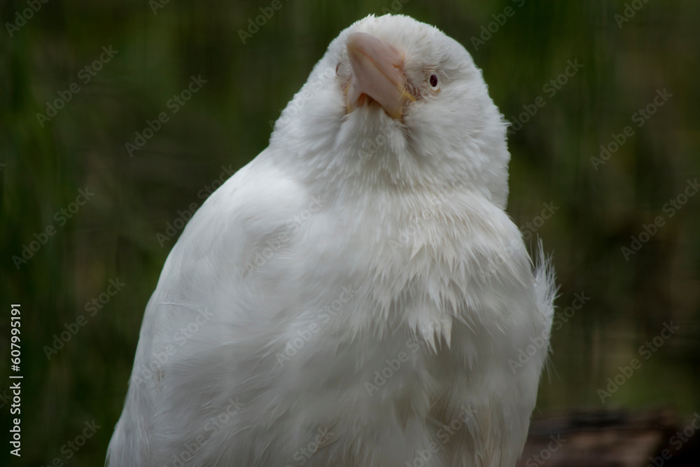 the albino laughing kookaburra has a pink beak and white eyes and feathers the albino laughing kookaburra has a pink beak and white eyes and feathers