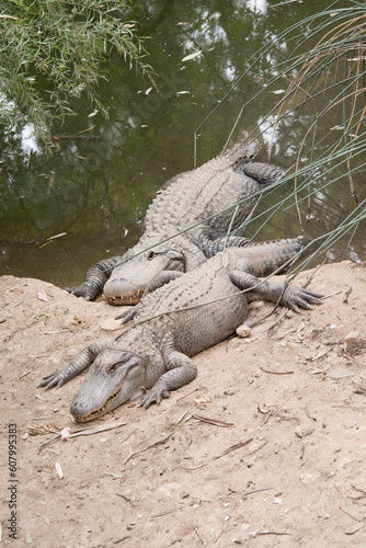 there are two alligators going onto the land