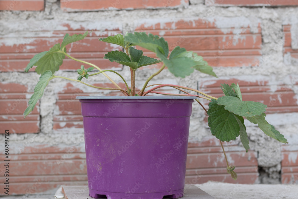 Naklejka premium naturaleza