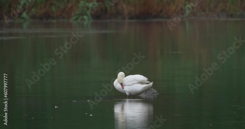 white swan on the lake