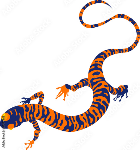 Vector model of salamandra, on white background