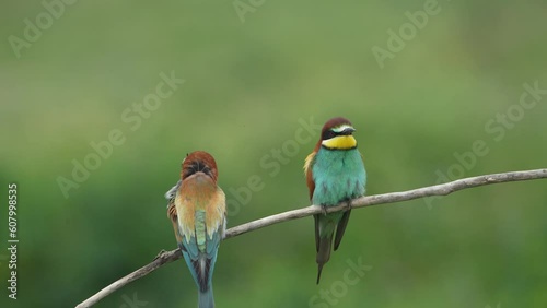 European bee eater perched on a branch