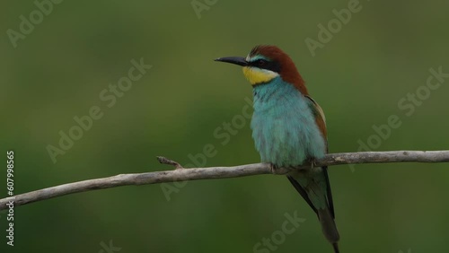 European bee eater perched on a branch
