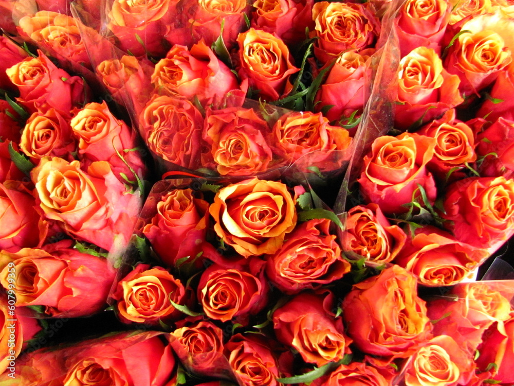 Naklejka premium Roses on the street
