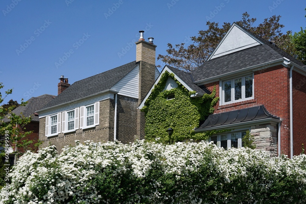Front garden with hedge of white spirea bushes