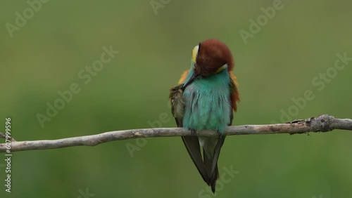 European bee eater perched on a branch