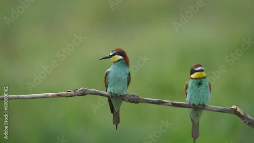 Europian bee eater perched on a branch