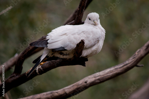 the pied Torresian Imperial Pigeon is all white with black wing tips